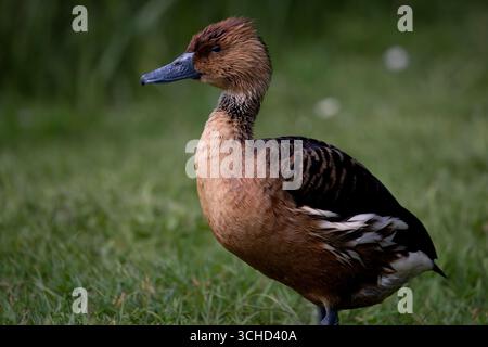 Die Fulvous Whistling Duck oder Fulvous Tree Duck (Dendrocygna bicolor). Stockfoto