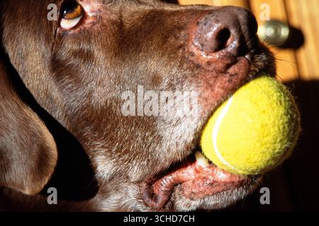 Ein zehnjähriges Schokoladenlabor hält einen seiner Lieblingsbälle im Mund, während er zu seinem Besitzer aufblickt. Portland, Oregon. USA Stockfoto