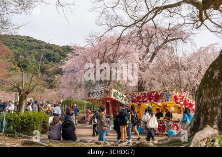Kyoto, Japan. Die Menschenmassen versammeln sich, um die Kirschblüten unter dem berühmten weinenden Sakura mit Festivalständen im Maruyama Park zu beobachten. Stockfoto
