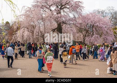 Kyoto, Japan. Die Menschenmassen versammeln sich, um die Kirschblüten unter dem berühmten weinenden Sakura mit Festivalständen im Maruyama Park zu beobachten. Stockfoto