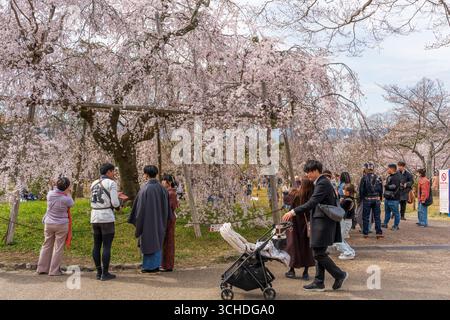 Kyoto, Japan. Die Menschenmassen versammeln sich, um die Kirschblüten unter dem berühmten weinenden Sakura mit Festivalständen im Maruyama Park zu beobachten. Stockfoto