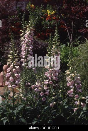 Hohe rosa Fuchshandschuhe stehen stolz inmitten eines vielfältigen Gartens voller grüner Laub und farbenfroher Blüten an einem sonnigen Tag. Stockfoto