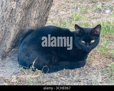 Wunderschöne schwarze Katze mit auffälligen gelben Augen, die friedlich in der Nähe eines Baumstamms liegt, umgeben von üppigem Gras, und einen ruhigen Moment der Ruhe einnimmt Stockfoto