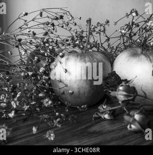 Einfarbiges Stillleben mit Reifen Äpfeln, verwelkten Blüten, die neben duftenden Rosen auf verwitterter Holzoberfläche ruhen und an nostalgische Vintage-M erinnern Stockfoto
