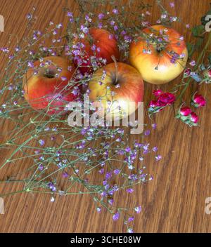 Drei reife rote und gelbe Äpfel auf einem Holztisch, begleitet von zarten violetten gypsophila-Blüten und einigen verwelkten roten Rosen, bilden ein Be Stockfoto