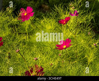 Hinterleuchtete dunkelrosa Blüten von Cosmos bipinnatus „Dazzler“ in Blüte, die in einem Sommergarten im Vereinigten Königreich wachsen Stockfoto