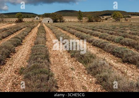 Lavendelfeld und Bories im Herbst in Ferrassières, Département Drôme, Frankreich Stockfoto