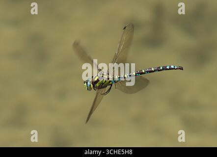 Eine Libelle im Flug über dem Teich, der Southern Hawker (Aeshna cyanea) Stockfoto