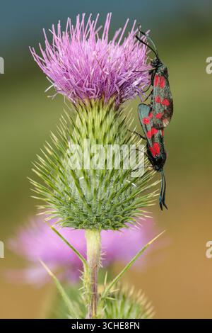 Sechs-Punkte-Burnets paaren sich auf einer Stacheldistelblume Stockfoto