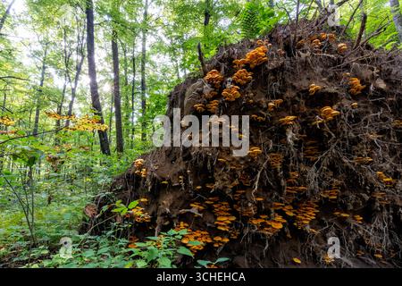 Große Kolonie von Jack-O'Lantern Pilzen (Omphalotus illudens), die auf Wurzeln eines großen gefallenen Baumes wachsen - Pisgah National Forest - Brevard, Nort Stockfoto