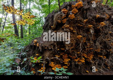 Große Kolonie von Jack-O'Lantern Pilzen (Omphalotus illudens), die auf Wurzeln eines großen gefallenen Baumes wachsen - Pisgah National Forest - Brevard, Nort Stockfoto