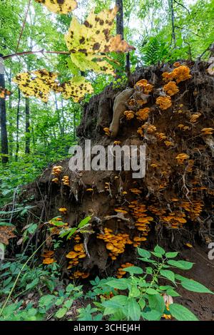 Große Kolonie von Jack-O'Lantern Pilzen (Omphalotus illudens), die auf Wurzeln eines großen gefallenen Baumes wachsen - Pisgah National Forest - Brevard, Nort Stockfoto