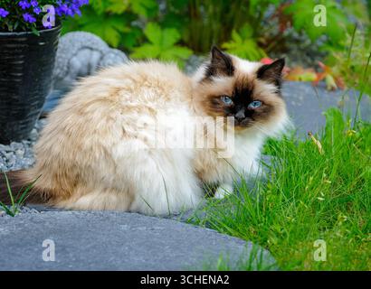 Eine flauschige Katze mit auffälligen blauen Augen entspannt sich auf einem Steinweg in einem lebendigen Garten voller bunter Blumen und Grün. Stockfoto