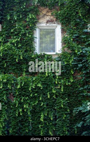 Alte Mauer mit buschigem grünem Efeu, Traubenblätter auf Ziegeln von Haus Stockfoto
