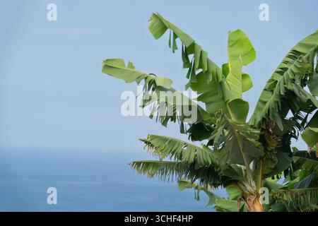Nahaufnahme von leuchtend grünen Bananenblättern vor einem blassblauen Himmel, mit verschwommenem Blick auf das ruhige Wasser darunter. Kopierbereich für Text. Selektiver Fokus. Hochwertige Fotos Stockfoto