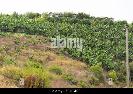Ein Blick aus einem Hochwinkel auf eine pulsierende Bananenplantage, die sich über einen Hügel erstreckt. Hochwertige Fotos Stockfoto