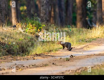 Gestreifte Mangoose mit Hals, Herpestes vitticollis. Kabini-Reserve. Nagarahole Nationalpark. Indien Stockfoto