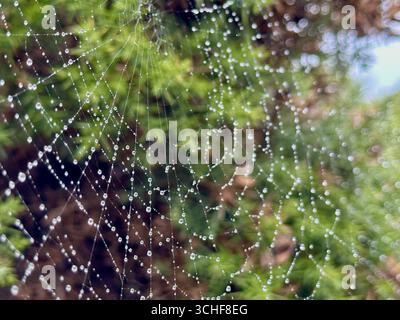 Ein Spinnennetz mit Wassertropfen mit grünen Sträuchern im Hintergrund Stockfoto