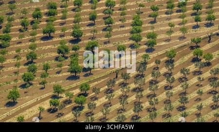Aus der Vogelperspektive, Oliven- und Mandelbäume auf gepflügten Feldern in der Nähe von Palma, Son Espanyol, Son Espanyol, Mallorca, Balearen, Balearen, Balea Stockfoto