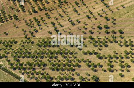 Aus der Vogelperspektive, Oliven- und Mandelbäume auf gepflügten Feldern in der Nähe von Palma, Son Espanyol, Son Espanyol, Mallorca, Balearen, Balearen, Balea Stockfoto