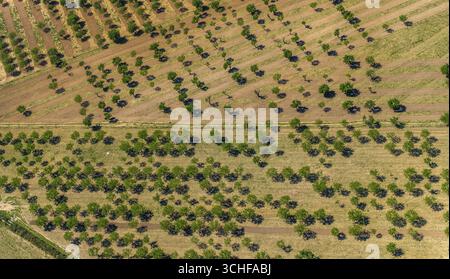Aus der Vogelperspektive, Oliven- und Mandelbäume auf gepflügten Feldern in der Nähe von Palma, Son Espanyol, Son Espanyol, Mallorca, Balearen, Balearen, Balea Stockfoto