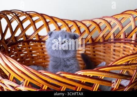 Schottisches (britisches) Lopohrkätzchen. Porträt eines Babys, süße schottische Falte. Sitzt allein in einem großen Korb. Farbe grau. Nahaufnahme, selektiver Fokus. Stockfoto