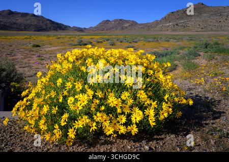 Gelbe Daisiy (Dimorphotheca sinuata) blüht in der Landschaft, Goegap Nature Reserve, Namaqualand, Nordkap, Südafrika. Stockfoto