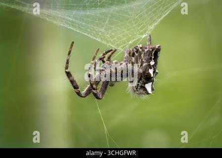 Tropische Zelt-Netz-Spinne (Cyrtophora citricola) Weibchen repariert ein Loch in ihrem Netz Stockfoto