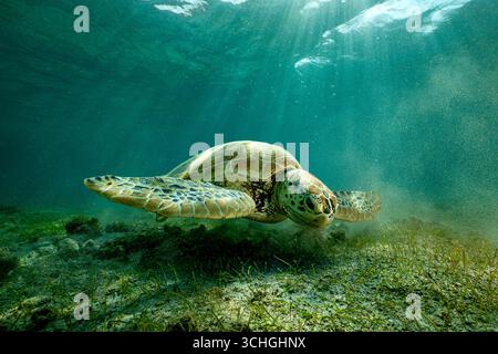 Eine grüne Meeresschildkröte weidet auf Seegras in der flachen Lagune von Mayotte. Diese Seegraswiesen sind kritische Futterstätten für Chelonia mydas Stockfoto