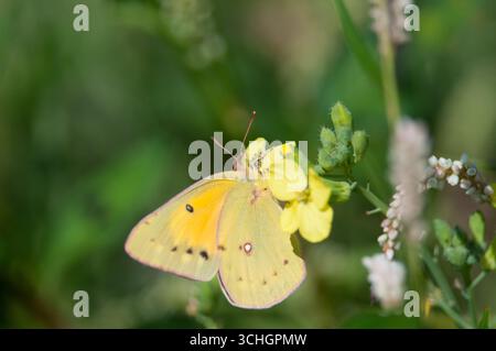Orangen-Schwefel-Schmetterling, der auf einer gelben Blume thront Stockfoto