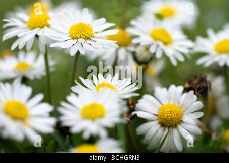 Nahaufnahme von vielen Gänseblümchen, eine Blume ist im Fokus mit einigen Pollen auf Blütenblättern Stockfoto