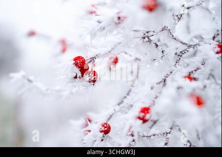 Frostbedeckte Hüften glühend am kalten Wintermorgen. Ideal für pflanzliche Heilmittel, Teezubereitung und Naturfotografie im Winter. Stockfoto