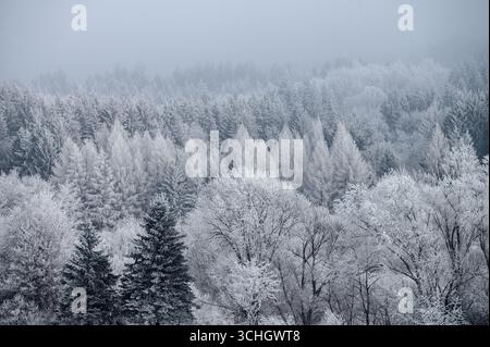 Wintermorgen über einem gefrorenen See, der in sanftes Sonnenlicht getaucht ist und von einer ruhigen, verschneiten Wunderwelt umgeben ist Stockfoto