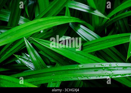 Draufsicht auf Pandan Leaves oder Screwpine Leaves Stockfoto