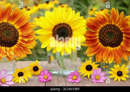 Sonnenblumen. Blumenarrangements mit Sonnenblumen und drei Blumen in Glasgläsern, die mit rosa Kosmos und gelben Rudbeckia-Blüten in einem Sommergarten dekoriert sind. Stockfoto