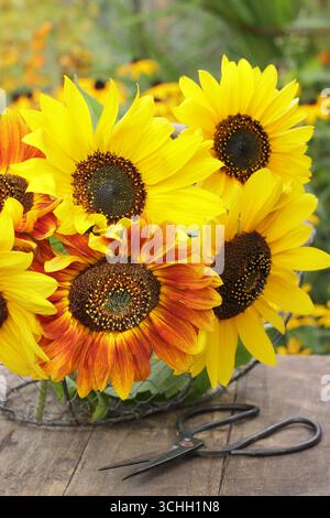 Sonnenblumen. In einem Spätsommergarten wurden Sonnenblumen in einem Korb aus Draht geschnitten. UK Stockfoto