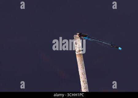Rotäugige Damselfliege (Erythromma najas) Norfolk Juni 2025 Stockfoto