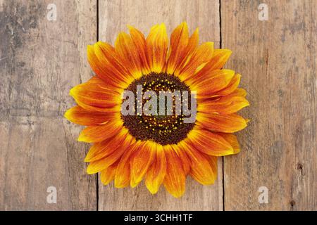 Sonnenblumenkopf auf Holz. Sonnenblume isoliert auf hölzernem Hintergrund. Einfache Blume. Stockfoto