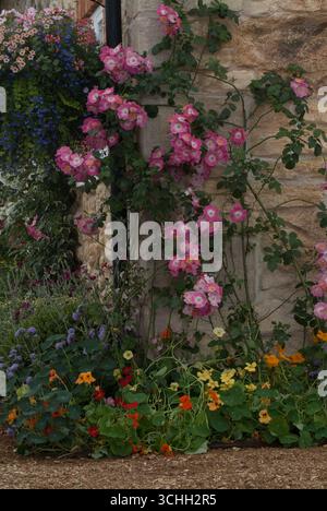 Zarte rosafarbene und orangene Blumen vermischen sich mit Grün, während sie anmutig von einer Steinmauer fallen und eine lebendige Gartenatmosphäre schaffen. Stockfoto