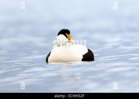 Männliche Eiderente (Somateria mollissima) schwimmt Kopf in der Nordsee, amble, Northumberland, Eider Drake Zuchtgefieder Stockfoto