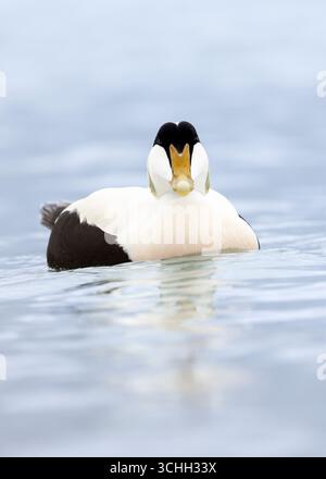 Männliche Eiderente (Somateria mollissima) schwimmt Kopf in der Nordsee, amble, Northumberland, Eider Drake Zuchtgefieder Stockfoto