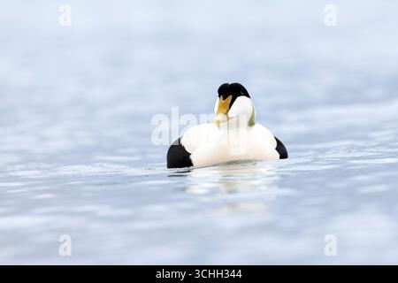 Männliche Eiderente (Somateria mollissima) schwimmt Kopf in der Nordsee, amble, Northumberland, Eider Drake Zuchtgefieder Stockfoto