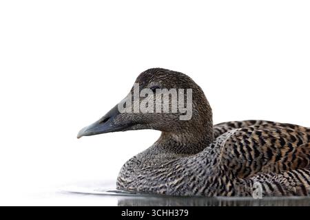 Weibliche Eiderente (Somateria mollissima) Zuchtgefieder im Profil auf dem Wasser, heller/weißer Hintergrund, hochpräzises Foto Stockfoto