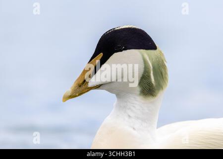 Eider-Entenkopf-Schuss, (Somateria mollissima) in der Nordsee, Amble, Northumberland, Eider-Drake-Zuchtgefieder Stockfoto