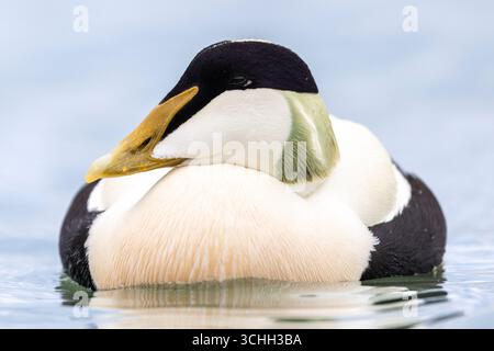 Nahaufnahme männliche gemeine Eiderente (Somateria mollissima) schwimmt Kopf an der Nordsee, amble, Northumberland, Eiderdrake Zuchtgefieder Stockfoto