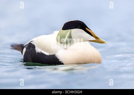 Männliche Eiderente (Somateria mollissima) schwimmt Kopf in der Nordsee, amble, Northumberland, Eider Drake Zuchtgefieder Stockfoto