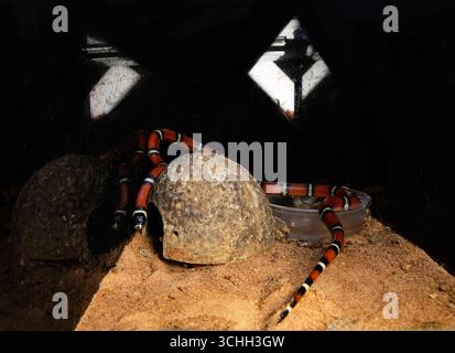 Nahaufnahme einer roten Königsschlange in einem Terrarium. Schlange und Platz für Werbetexte in der Nähe Stockfoto