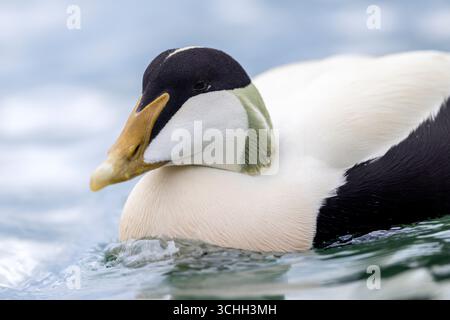 Männliche Eiderente (Somateria mollissima) schwimmt Kopf in der Nordsee, amble, Northumberland, Eider Drake Zuchtgefieder Stockfoto