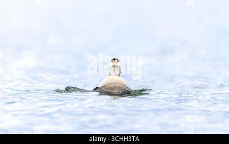 Männliche Eiderente (Somateria mollissima) schwimmt Kopf auf der Nordsee, schlendern, Northumberland, vorne in Sicht Stockfoto