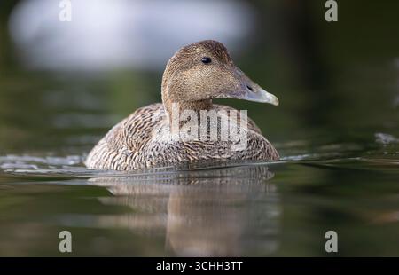 Porträt der weiblichen Eiderente (Somateria mollissima) mit Blick auf das Wasser, im Amble Harbour, Northumberland Stockfoto